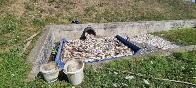 Çekya’da Onlarca Ton Balık Telef Oldu