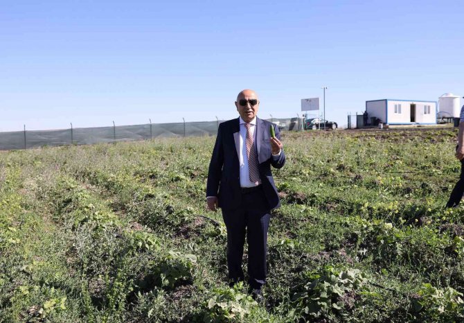 Tarımsal Üretim İçin Örnek Bostan