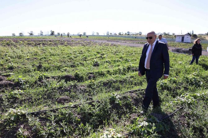 Tarımsal Üretim İçin Örnek Bostan