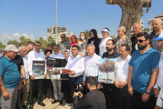 Mersin’de Yarım Asırlık Ağacın Kurutulmasına Tepkiler Sürüyor