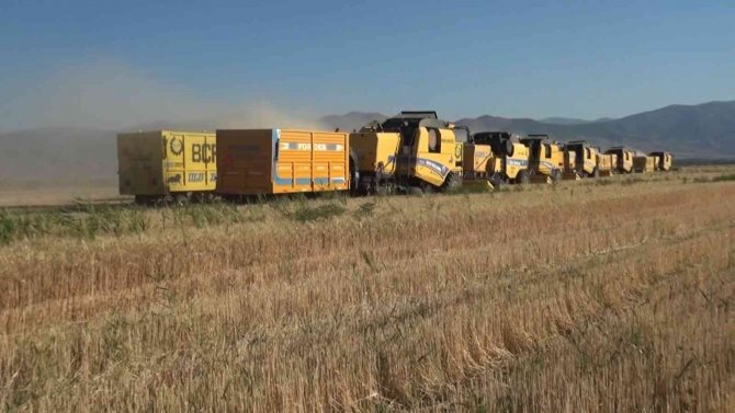 Muş Ovası’nda Arpa Ve Buğday Hasadı