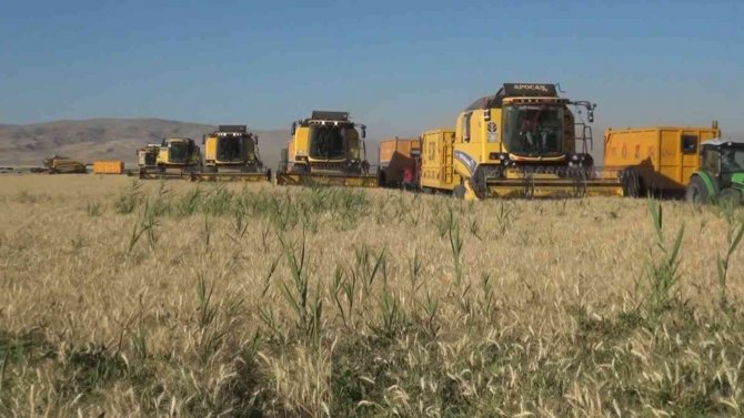 Muş Ovası’nda Arpa Ve Buğday Hasadı