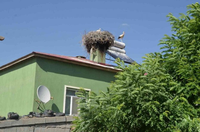 Muş’ta Yuvadan Düşen Leylek Yavrusu Tedaviye Alındı