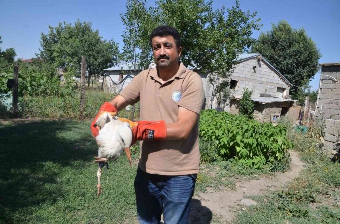 Muş’ta Yuvadan Düşen Leylek Yavrusu Tedaviye Alındı