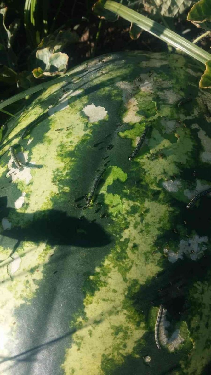 Mustafakemalpaşa’da Dronlar Çayır Tırtılları İçin Yükselecek