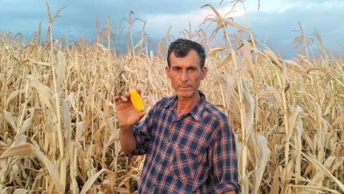 Mısır Susuz Kaldı, Verim Yarıya Düştü