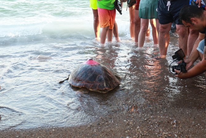 Yaralı Kaplumbağaya Kıbrıs Harekatı Anısına ‘Lara Barış’ İsmi Verildi