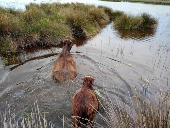 Samsun, Manda Varlığında Türkiye’de İlk Sırada
