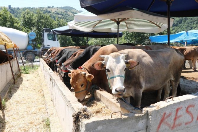 Samsun, Manda Varlığında Türkiye’de İlk Sırada