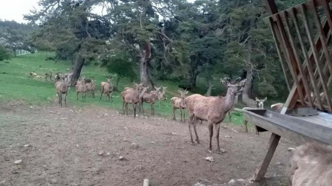 8 Geyik Üretilerek Doğaya Salındı