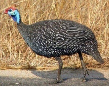 8 Geyik Üretilerek Doğaya Salındı