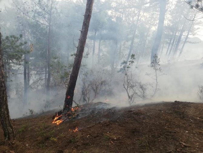 Dünyanın En Pahalı Mantarından Yılda 225 Kilo Toplanabilecek
