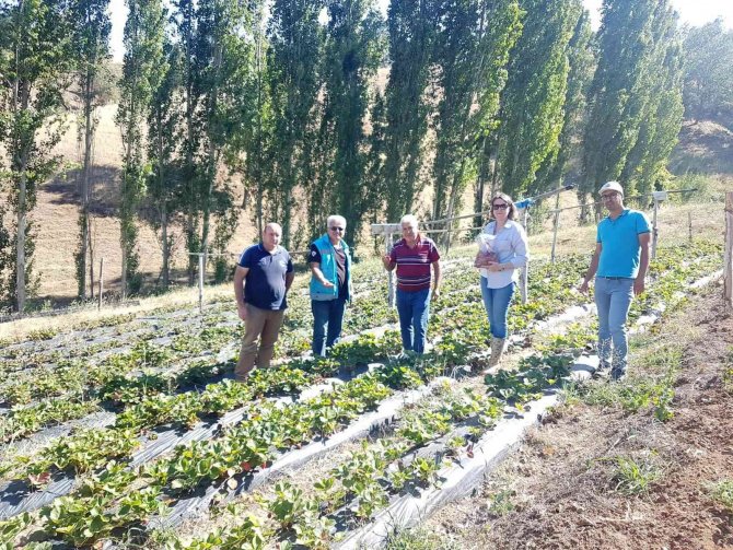 Şaphane’de Çilek Bahçelerinden Pestisit Kalıntı İçin Numune Alma Çalışmaları