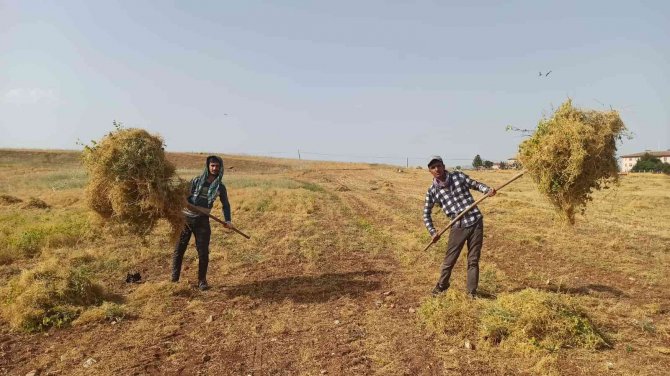 Siirt’te Son 20 Yılın En Bereketli Hasadı Yaşandı