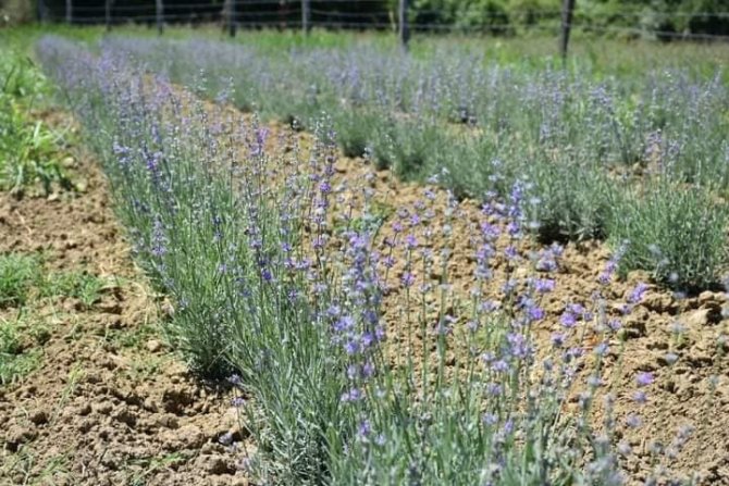 Sinop’ta İlk Lavanta Hasadı