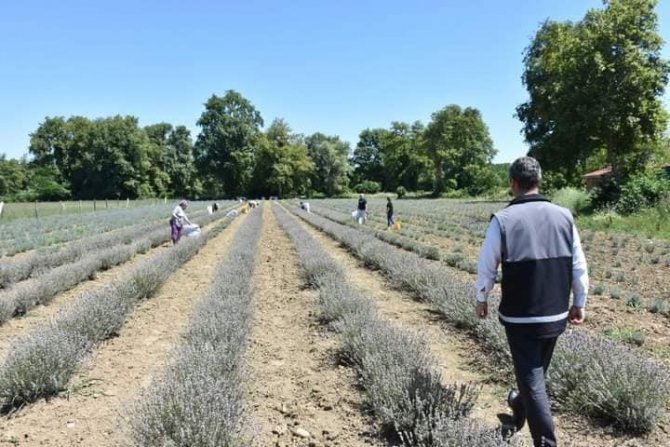 Sinop’ta İlk Lavanta Hasadı