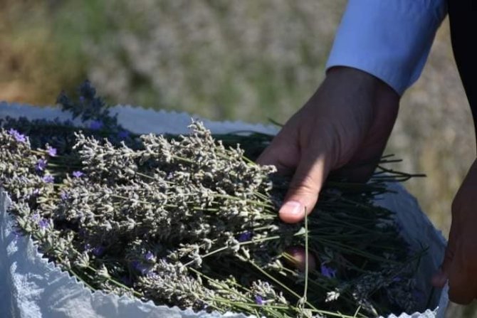 Sinop’ta İlk Lavanta Hasadı