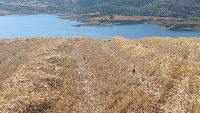 Tekirdağ’ın 40 Mahallesinde Doğaya 800 Keklik Salındı