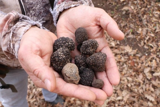 Dünyanın En Pahalı Mantarından Yılda 225 Kilo Toplanabilecek