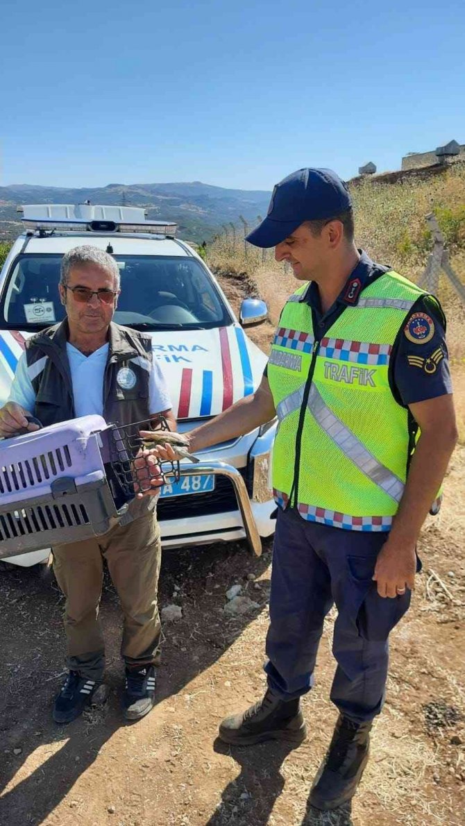 Tunceli’de Kanadı Kırık Arı Kuşuna Jandarma Sahip Çıktı