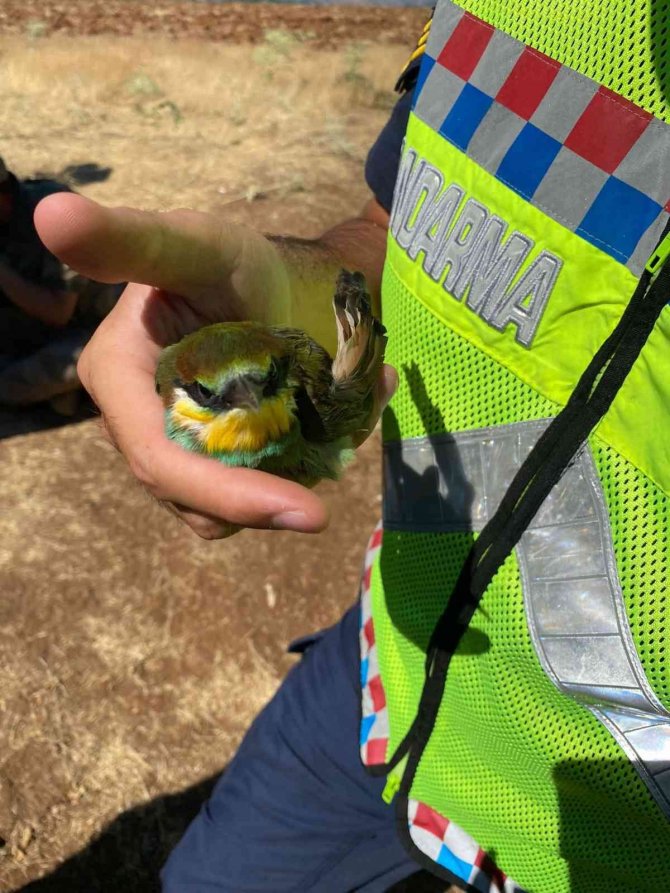 Tunceli’de Kanadı Kırık Arı Kuşuna Jandarma Sahip Çıktı