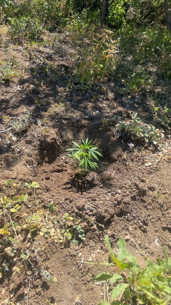 Tunceli’de Bir Evde Kenevir Ele Geçirildi