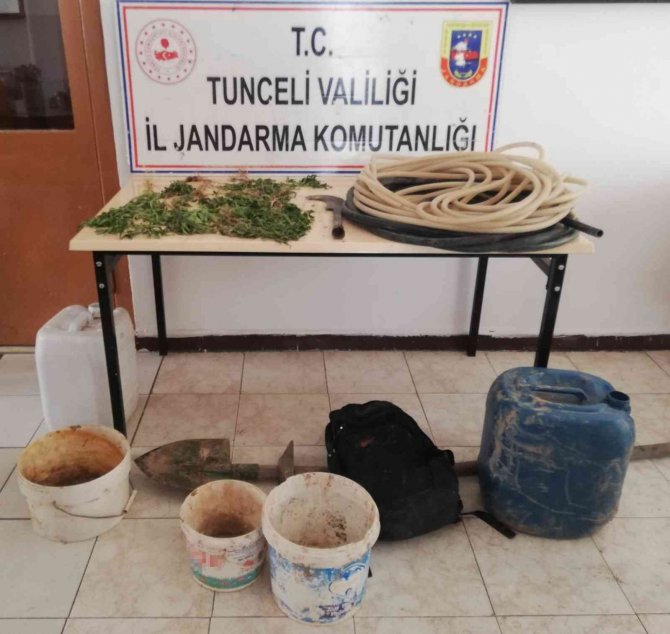Tunceli’de Bir Evde Kenevir Ele Geçirildi