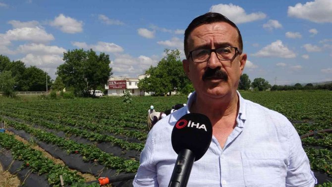 Bursa’da Yediveren Hasat...