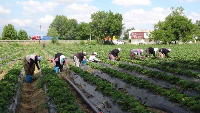Bursa’da Yediveren Hasat...