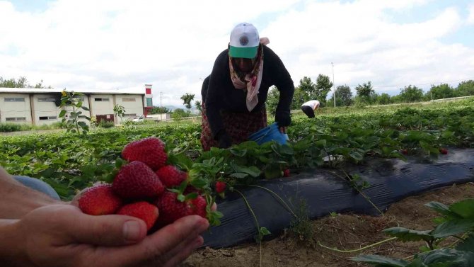 Bursa’da Yediveren Hasat...