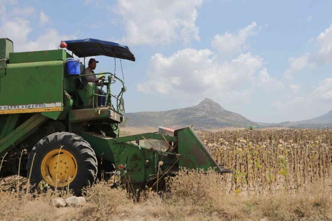 Savaş Ve Tırtıl İstilasıyla Önemi Artan Ayçiçeğinde Hasat Başladı