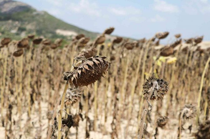 Savaş Ve Tırtıl İstilasıyla Önemi Artan Ayçiçeğinde Hasat Başladı