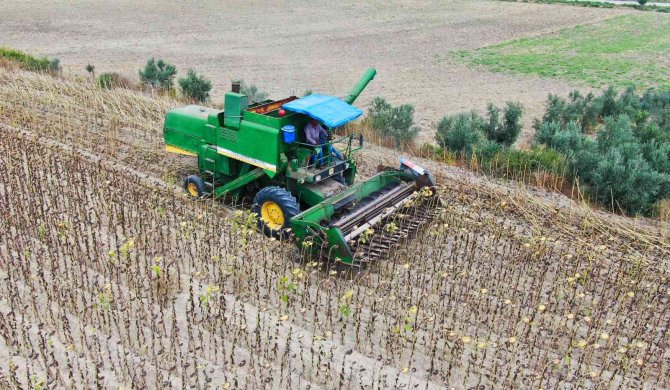 Savaş Ve Tırtıl İstilasıyla Önemi Artan Ayçiçeğinde Hasat Başladı