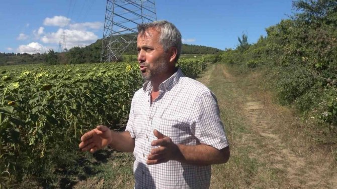 Yalova’da Çayır Tırtılı İle Dronlu Mücadele