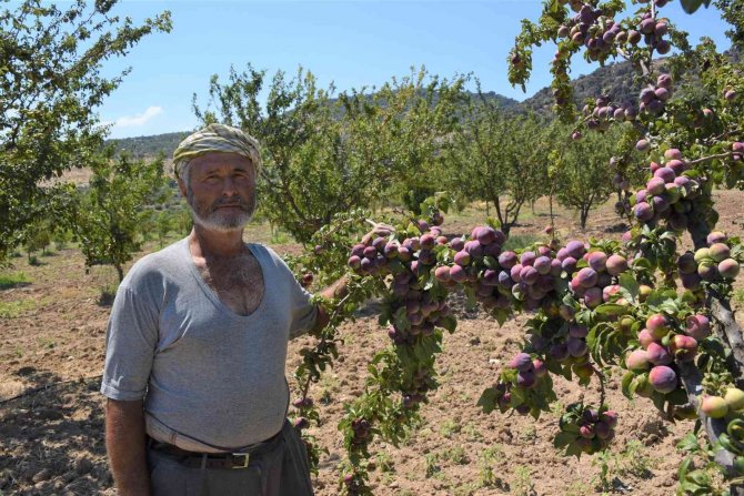 Yunusemre’de Meyve Bahçeleri Ürün Veriyor