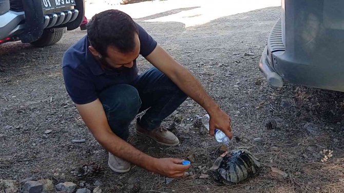 Orman Yangınında Yürek Burkan Görüntüler