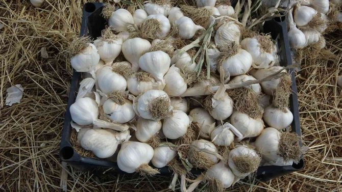 İ̇lk Kez Ekimini Yaptığı Sarımsağı Hasat Etti