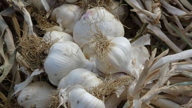 İ̇lk Kez Ekimini Yaptığı Sarımsağı Hasat Etti