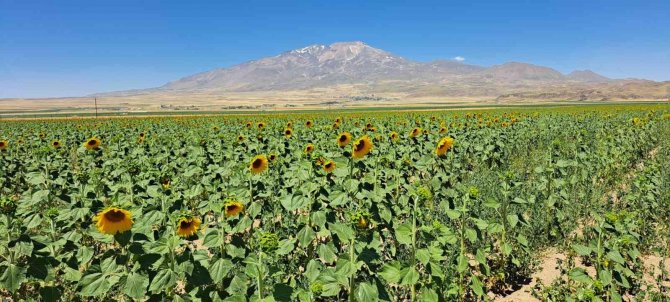 Adilcevaz’da Sulu Tarım
