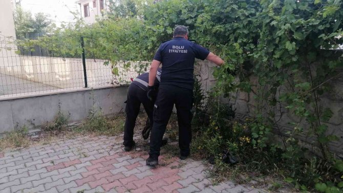 Çocukların Bahçede Oynarken Karşılaştığı Yılan Doğaya Salındı