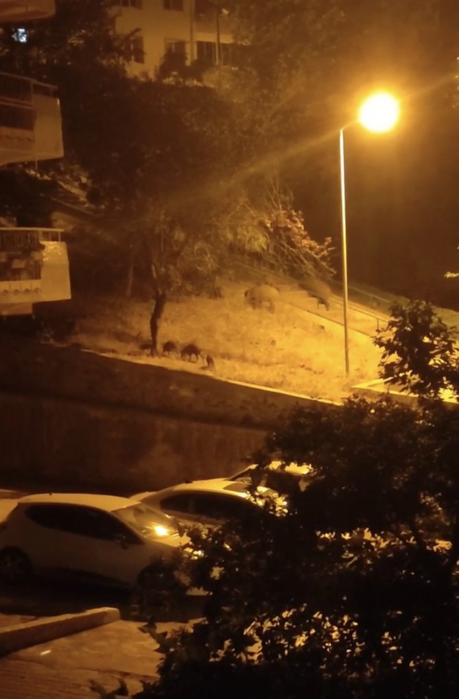 Bursa’da Aç Kalan Domuz Sürüsü Şehir Merkezine İndi