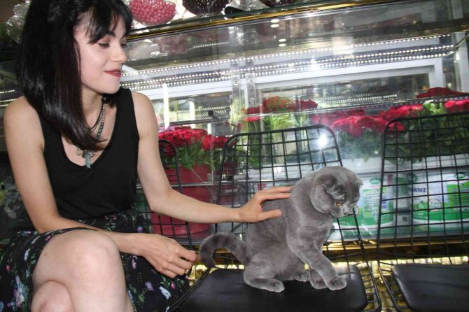 Çalınan Kedisini Bulmak İçin Dedektif Gibi İz Sürdü, Gelen Mesajla Mutluluktan Havalara Uçtu
