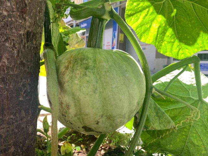 Kaldırımda Yetişen Kabak Görenleri Şaşırtıyor