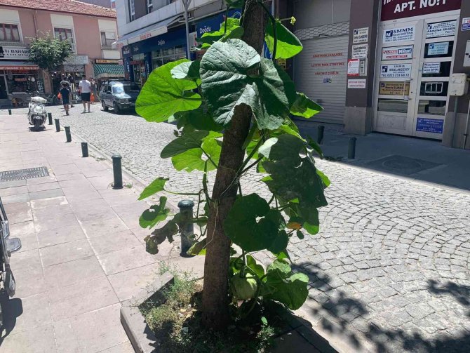 Kaldırımda Yetişen Kabak Görenleri Şaşırtıyor