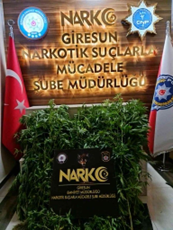 Giresun’da Bodrum Katını Uyuşturucu Serasına Dönüştüren Şahıslar Tutuklandı