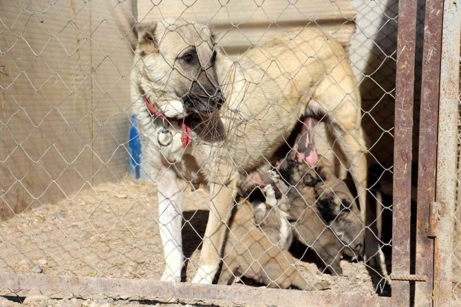 Kangallar İ̇sviçre’de Gündem Oldu, Uzmanı İddiaları Reddetti
