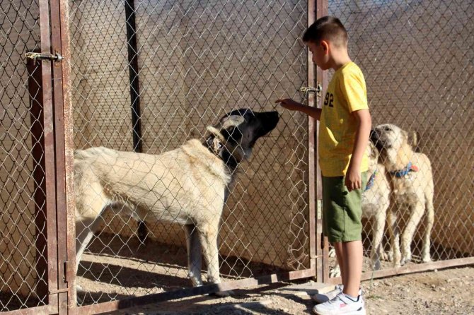 Kangallar İ̇sviçre’de Gündem Oldu, Uzmanı İddiaları Reddetti