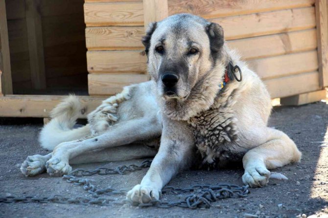 Kangallar İ̇sviçre’de Gündem Oldu, Uzmanı İddiaları Reddetti