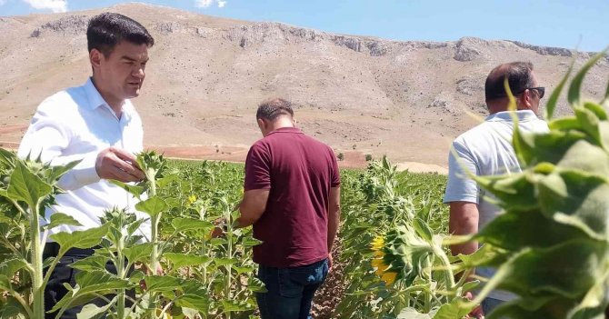 Elbistan’da Yağlık Ayçiçeğinde Çayır Tırtılına Karşı Teyakkuza Geçildi