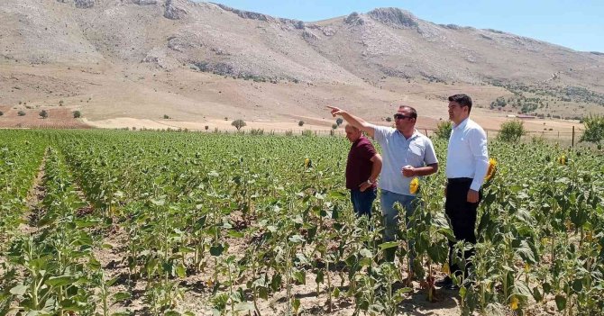 Elbistan’da Yağlık Ayçiçeğinde Çayır Tırtılına Karşı Teyakkuza Geçildi